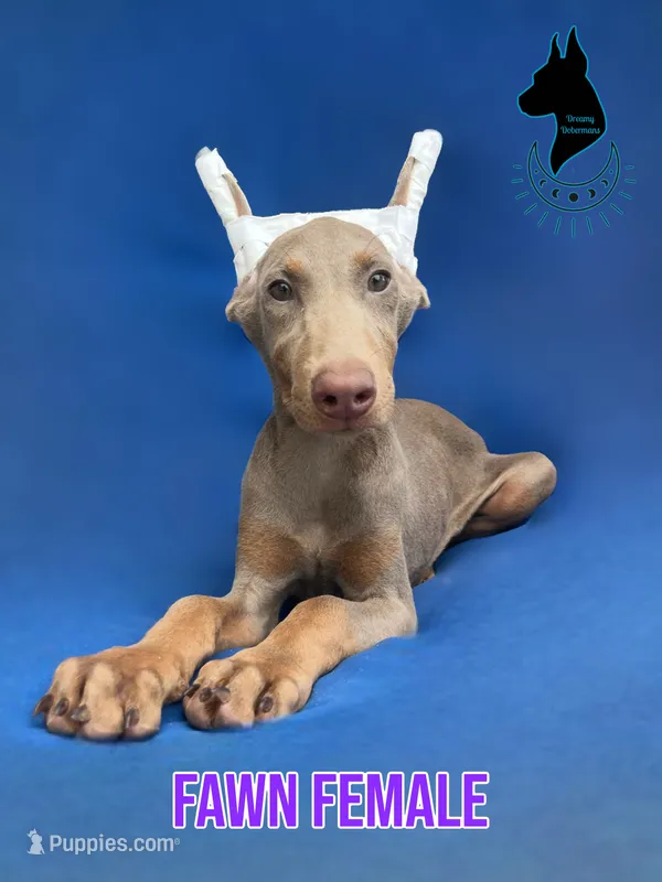 Fawn Female-Comes Cropped – Doberman Pinscher puppy for sale in Tampa, FL