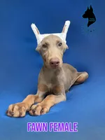 Fawn Female-Comes Cropped, a female Doberman Pinscher for sale in Tampa, FL – 1 of 5