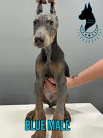 Blue Male-Comes Cropped, a male Doberman Pinscher for sale in Tampa, FL – 3 of 6