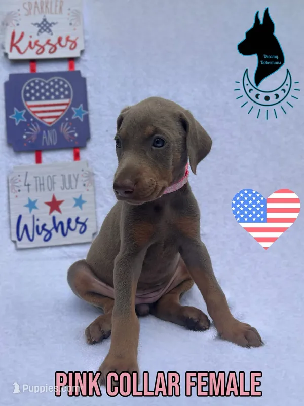 Fawn Female-Comes Cropped – Doberman Pinscher puppy for sale in Tampa, FL