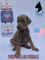 Fawn Female-Comes Cropped, a female Doberman Pinscher for sale in Tampa, FL – 1 of 3