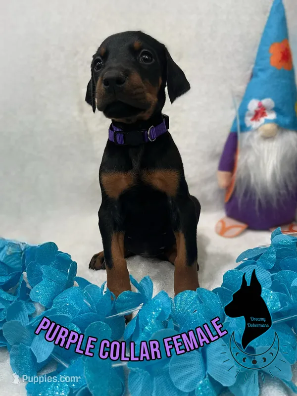 European Female-Comes Cropped – Doberman Pinscher puppy for sale in Tampa, FL