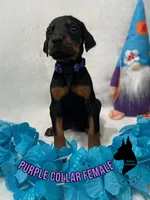 European Female-Comes Cropped, a female Doberman Pinscher for sale in Tampa, FL – Photo 1 of 2