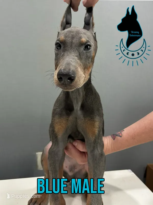 Blue Male-Comes Cropped – Doberman Pinscher puppy for sale in Tampa, FL