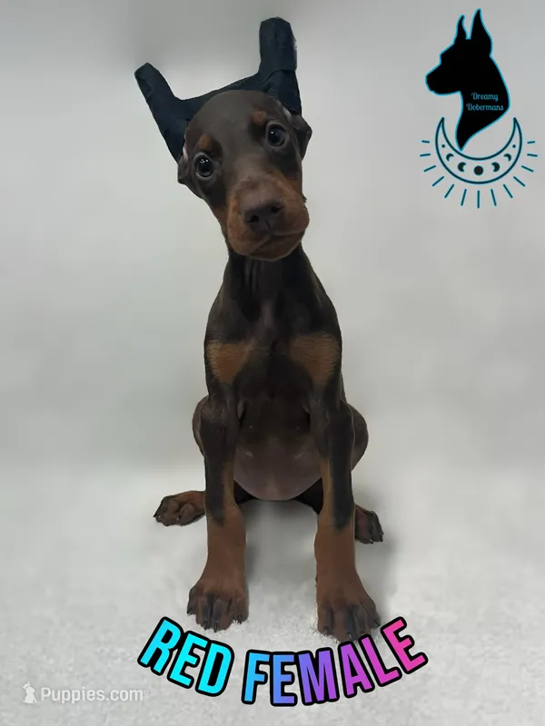 Red Female- Cropped – Doberman Pinscher puppy for sale in Tampa, FL