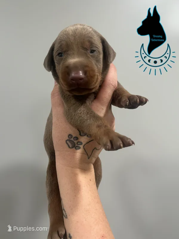 Fawn Female – Doberman Pinscher puppy for sale in Tampa, FL