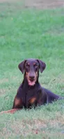 Puppies just born American/Euro Perfect Temperaments, a male Doberman Pinscher for sale in Tampa, FL – Photo 2 of 2