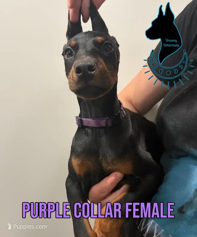 European Female-Comes Cropped – Doberman Pinscher puppy for sale in Tampa, FL