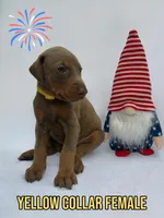 Fawn Female, a female Doberman Pinscher for sale in Tampa, FL – 2 of 3