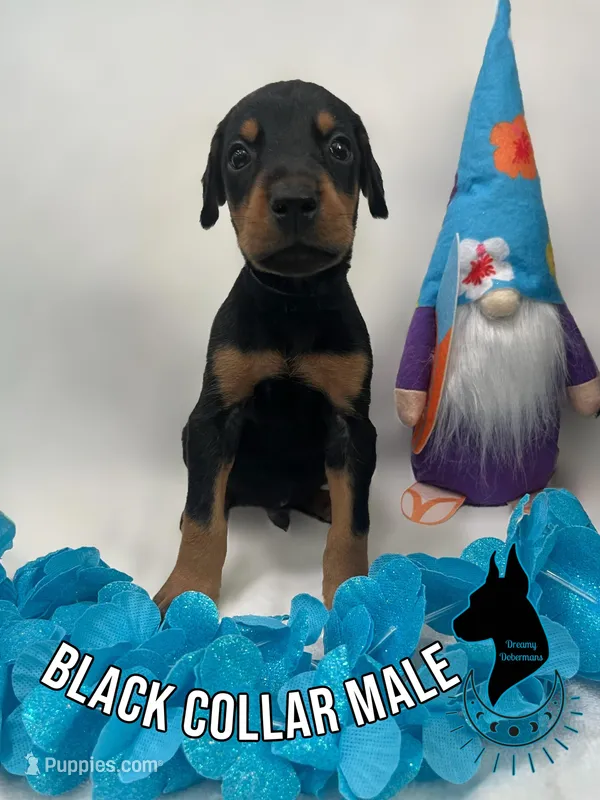 Black Collar Male-Comes Cropped – Doberman Pinscher puppy for sale in Tampa, FL