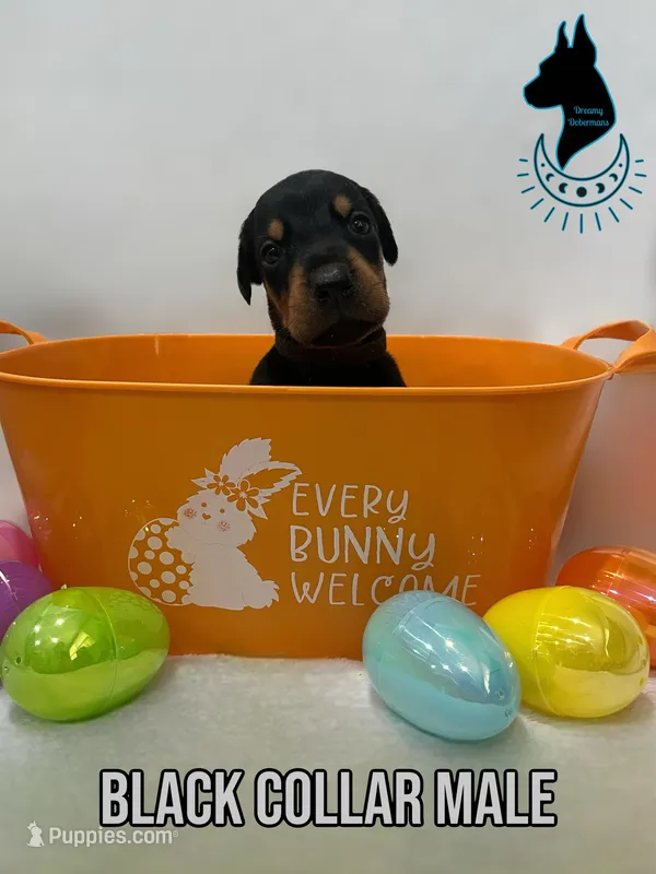 Black Collar Male-Comes Cropped – Doberman Pinscher puppy for sale in Tampa, FL