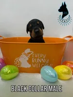 Black Collar Male-Comes Cropped, a male Doberman Pinscher for sale in Tampa, FL – Photo 1 of 2