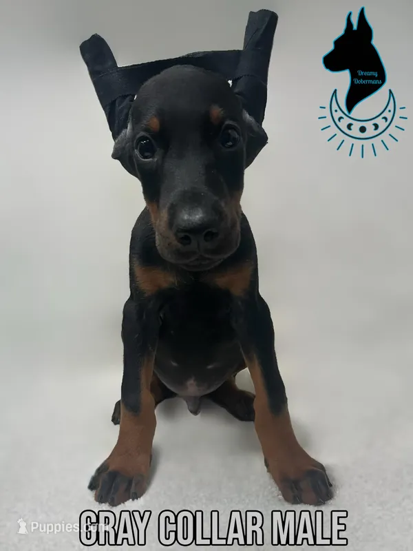 Gray Collar Male- Cropped, a male Doberman Pinscher for sale in Tampa, FL – Photo 1 of 4