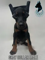 Gray Collar Male- Cropped, a male Doberman Pinscher for sale in Tampa, FL – Photo 1 of 4