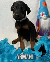 Gray Collar Male- Cropped, a male Doberman Pinscher for sale in Tampa, FL – Photo 2 of 4