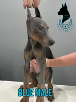 Blue Male-Comes Cropped, a male Doberman Pinscher for sale in Tampa, FL – 4 of 6