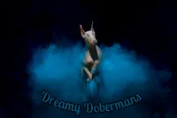 Blue Male-Comes Cropped, a male Doberman Pinscher for sale in Tampa, FL – 2 of 2