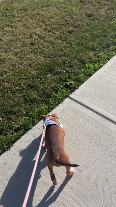 Coco , a female American Pit Bull Terrier for sale in Poughkeepsie, NY – 5 of 5