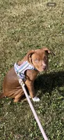 Coco , a female American Pit Bull Terrier for sale in Poughkeepsie, NY – 2 of 5