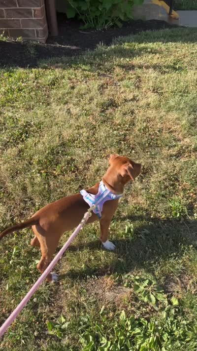 Coco , a female American Pit Bull Terrier for sale in Poughkeepsie, NY – 3 of 5