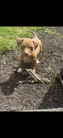 Coco , a female American Pit Bull Terrier for sale in Poughkeepsie, NY – 4 of 5