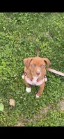 Coco , a female American Pit Bull Terrier for sale in Poughkeepsie, NY – 1 of 5