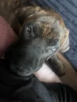 Moose, a male English Mastiff for sale in Tampa, FL – 4 of 4
