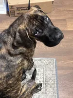 Moose, a male English Mastiff for sale in Tampa, FL – 5 of 5