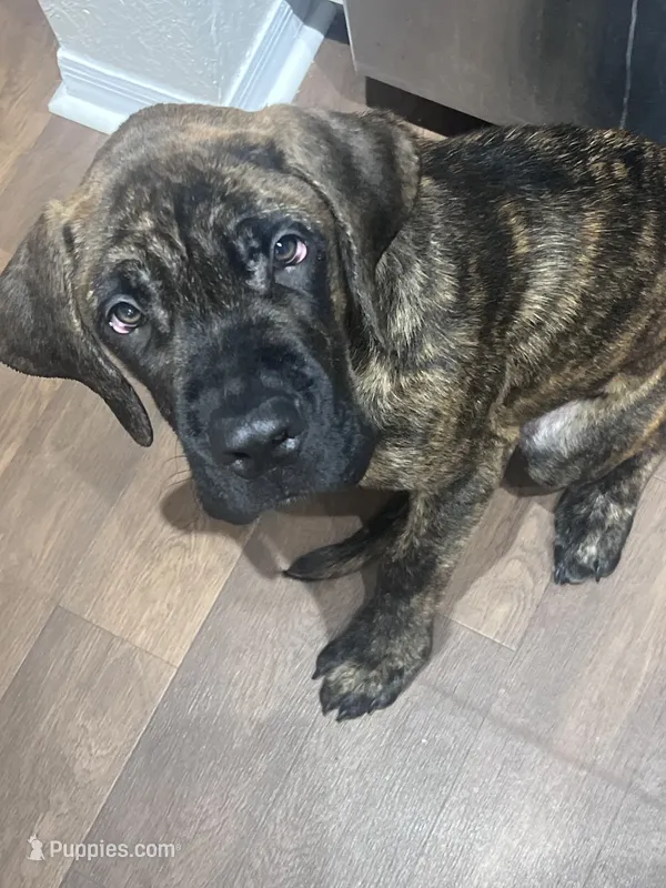 Moose – English Mastiff puppy for sale in Tampa, FL