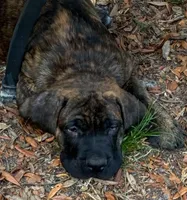 Moose, a male English Mastiff for sale in Tampa, FL – 3 of 4