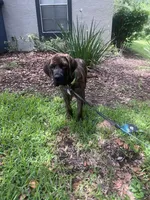 Moose, a male English Mastiff for sale in Tampa, FL – 2 of 4