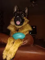 Mickaila, a female German Shepherd Dog for sale in Westchester, FL – Photo 2 of 4