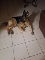 Mickaila, a female German Shepherd Dog for sale in Westchester, FL – Photo 3 of 4