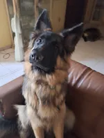 Mickaila, a female German Shepherd Dog for sale in Westchester, FL – Photo 4 of 4