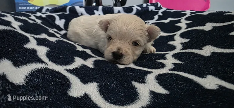 Sweet pomapoo boy – Pomapoo puppy for sale in Aubrey, TX