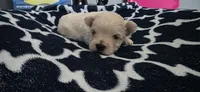 Sweet pomapoo boy, a male Pomapoo for sale in Aubrey, TX – 1 of 2