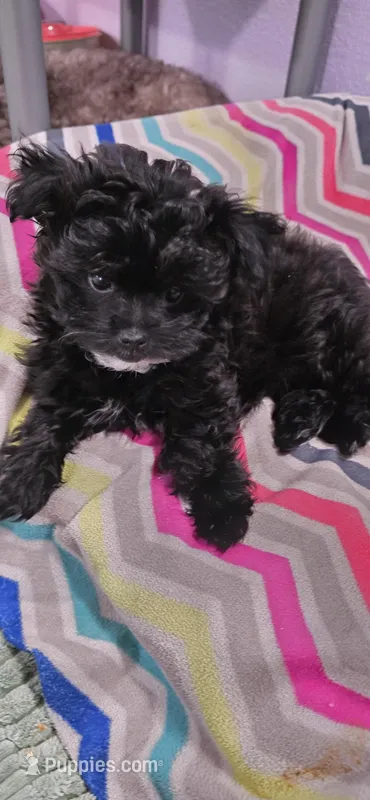 "Velvet" Pomapoo Female – Pomapoo puppy for sale in Aubrey, TX