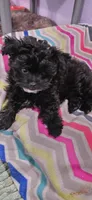 "Velvet" Pomapoo Female, a female Pomapoo for sale in Aubrey, TX – Photo 1 of 4