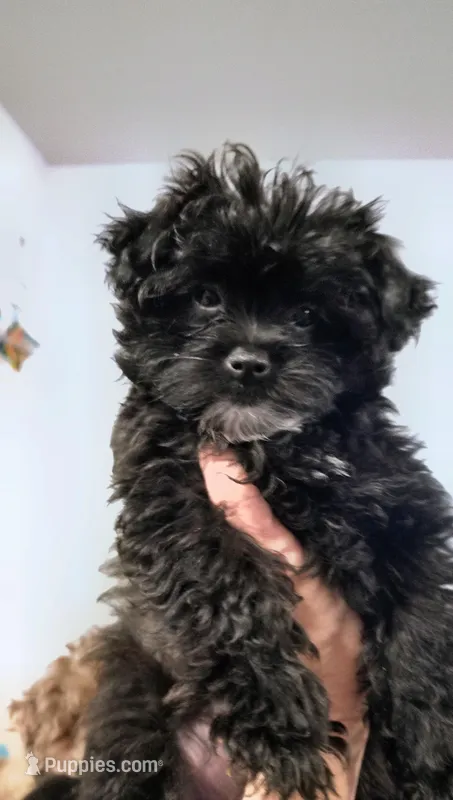 "Velvet" Pomapoo Female – Pomapoo puppy for sale in Aubrey, TX
