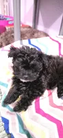 "Velvet" Pomapoo Female, a female Pomapoo for sale in Aubrey, TX – Photo 4 of 4