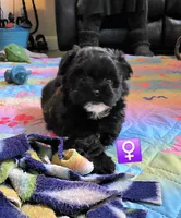 Black abstract female #1, a female Pomapoo for sale in Aubrey, TX – Photo 2 of 2