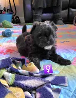 Black abstract female #1, a female Pomapoo for sale in Aubrey, TX – Photo 1 of 2