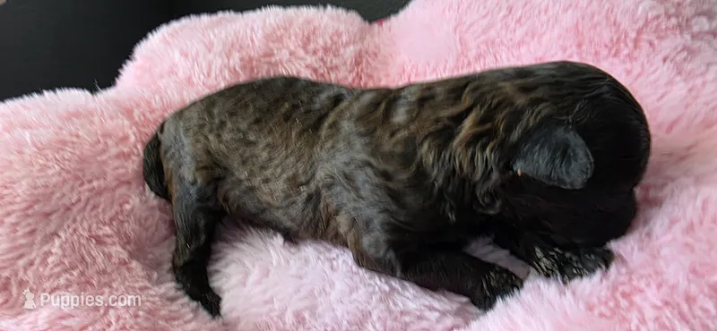 AKC Sable Female – Poodle - Toy  puppy for sale in Aubrey, TX