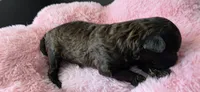 AKC Sable Female, a female Poodle - Toy  for sale in Aubrey, TX – 1 of 6
