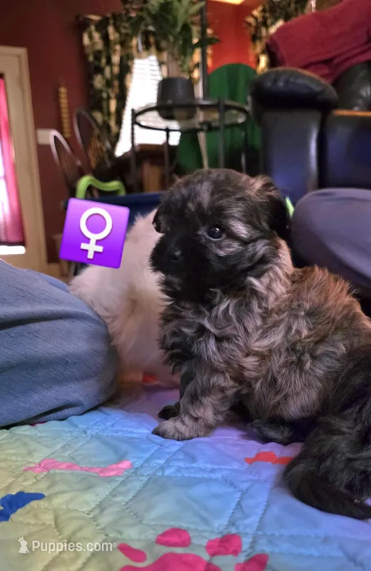 Sable pomapoo female – Pomapoo puppy for sale in Aubrey, TX