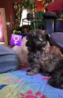 Sable pomapoo female, a female Pomapoo for sale in Aubrey, TX – Photo 1 of 2