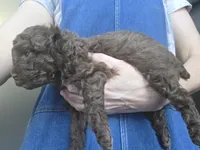 AKC Brown female, a female Poodle - Toy  for sale in Aubrey, TX – 2 of 7