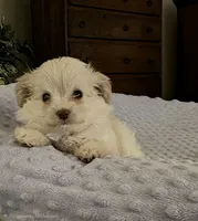 Small pomapoo girl, a female Pomapoo for sale in Aubrey, TX – 1 of 3