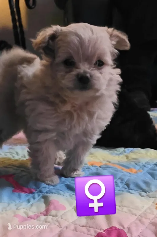 Golden cream pomapoo female  – Pomapoo puppy for sale in Aubrey, TX