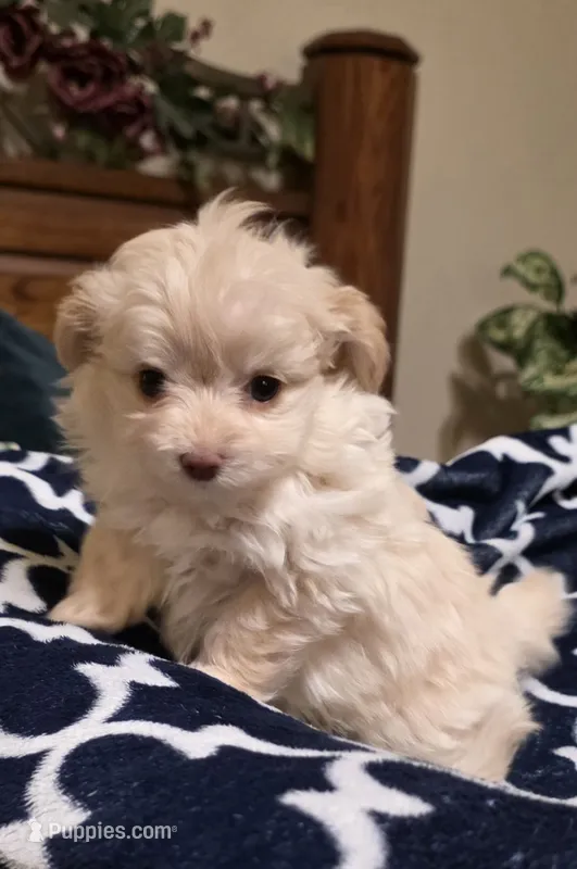 Tiny Pomapoo boy – Pomapoo puppy for sale in Aubrey, TX